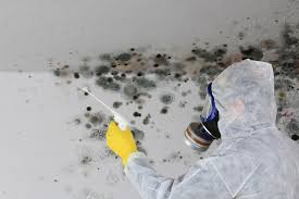 Best Environmental Consulting for Mold Prevention  in Valdosta, GA